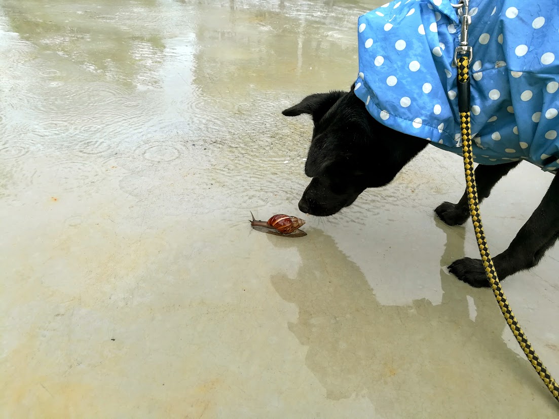 Dog sniffing snail